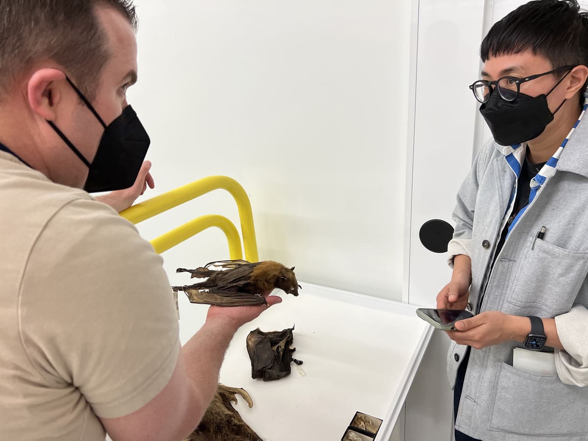 Two people looking at a bat specimen.